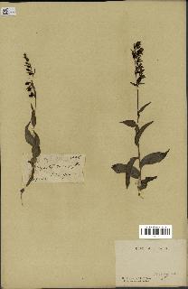 spécimen de Epipactis microphylla