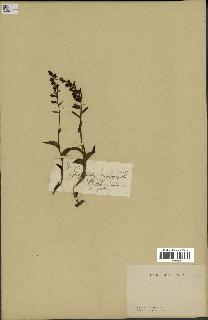 spécimen de Epipactis microphylla