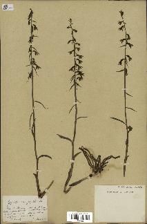 spécimen de Epipactis microphylla