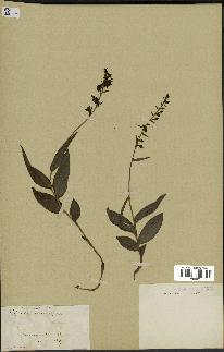 spécimen de Epipactis microphylla