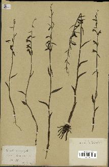 spécimen de Epipactis microphylla