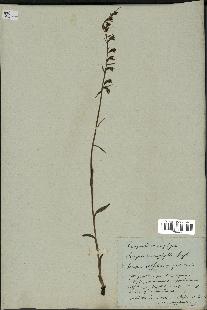 spécimen de Epipactis microphylla