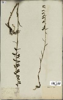 spécimen de Epipactis microphylla