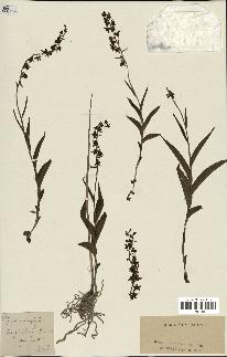 spécimen de Epipactis microphylla