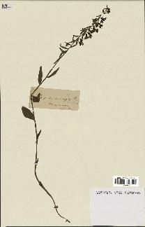 spécimen de Epipactis microphylla
