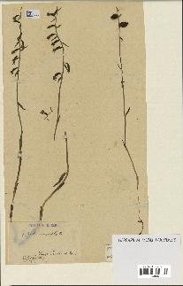 spécimen de Epipactis microphylla