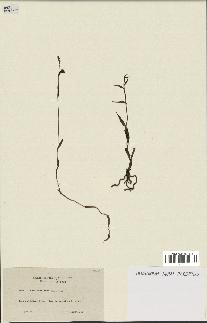 spécimen de Epipactis microphylla