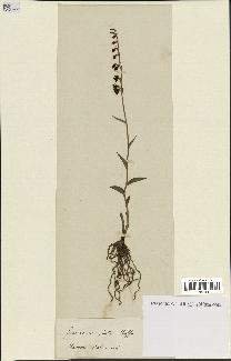 spécimen de Epipactis microphylla