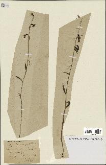 spécimen de Epipactis microphylla
