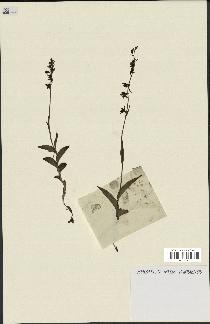 spécimen de Epipactis microphylla