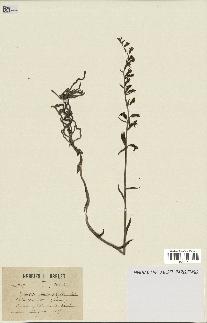 spécimen de Epipactis microphylla