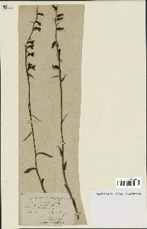spécimen de Epipactis microphylla