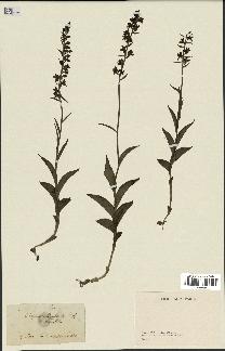 spécimen de Epipactis microphylla