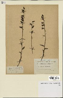 spécimen de Epipactis microphylla