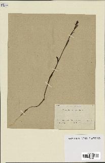 spécimen de Epipactis microphylla