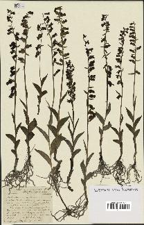 spécimen de Epipactis microphylla