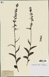 spécimen de Epipactis microphylla
