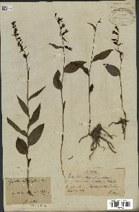 spécimen de Epipactis microphylla