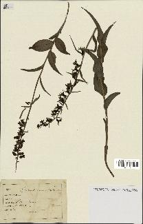 spécimen de Epipactis microphylla