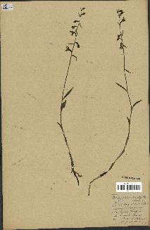 spécimen de Epipactis microphylla