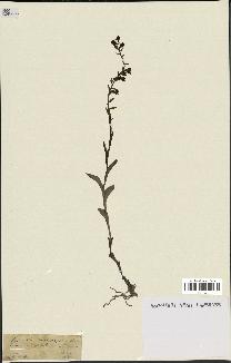 spécimen de Epipactis microphylla