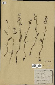 spécimen de Epipactis microphylla