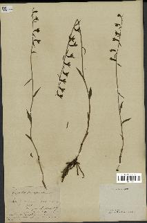 spécimen de Epipactis microphylla