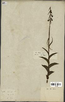 spécimen de Epipactis microphylla