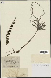 spécimen de Epipactis microphylla