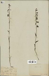 spécimen de Epipactis microphylla