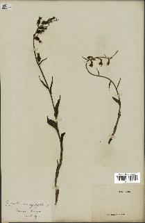 spécimen de Epipactis microphylla