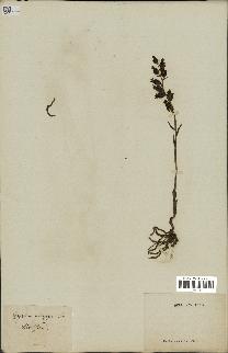 spécimen de Epipactis microphylla