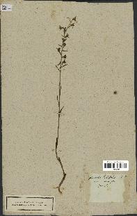 spécimen de Epipactis microphylla