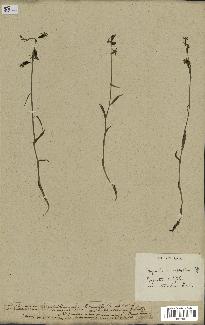 spécimen de Epipactis microphylla