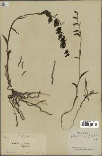 spécimen de Epipactis microphylla