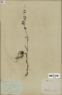 spécimen de Epipactis microphylla