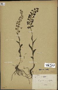 spécimen de Epipactis microphylla