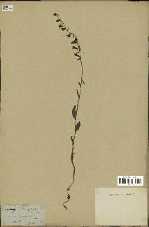 spécimen de Epipactis microphylla