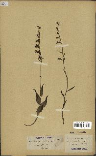 spécimen de Epipactis microphylla