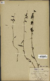 spécimen de Epipactis microphylla