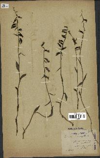 spécimen de Epipactis microphylla