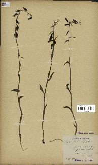 spécimen de Epipactis microphylla