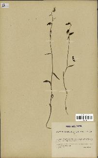 spécimen de Epipactis microphylla