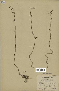 spécimen de Epipactis microphylla