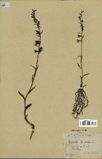spécimen de Epipactis microphylla
