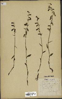 spécimen de Epipactis microphylla