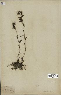 spécimen de Epipactis microphylla