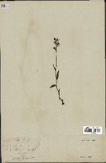 spécimen de Epipactis microphylla
