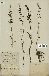 spécimen de Epipactis microphylla