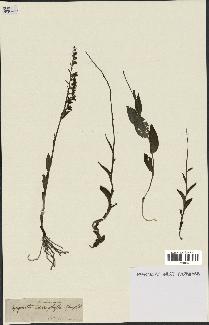 spécimen de Epipactis microphylla